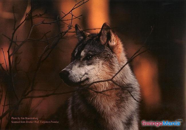 Фото maks7882: swing, свинг, секс и знакомства в Shahtinsk